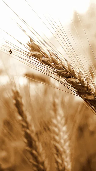 秋天田间的麦穗H5背景素材高清