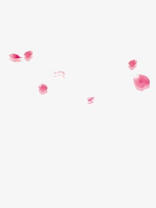 背景透明 花瓣png素材