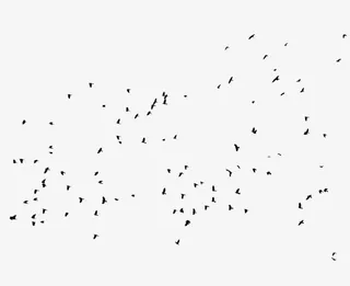 成群结伴的乌鸦在空中飞翔免抠