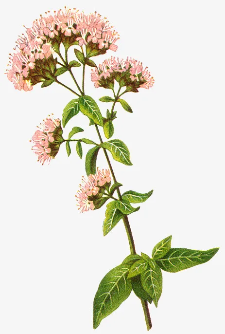 手绘鲜花图片鲜花海报背景