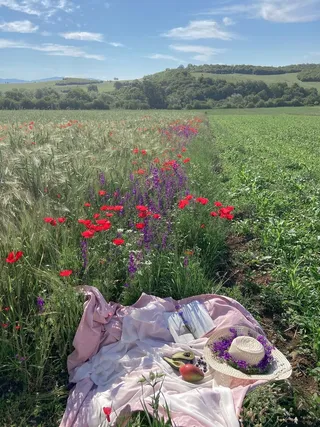 春天，野炊，风景照，唯美高清