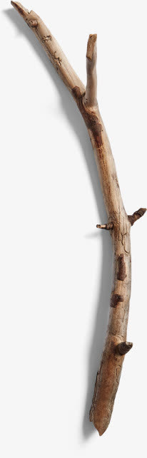 树枝图片素材免抠