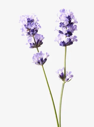 朦胧蓝花png素材免抠