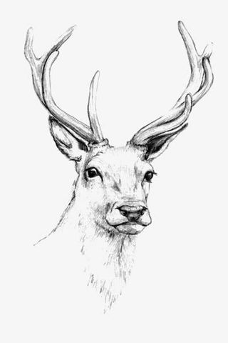 手绘麋鹿免抠