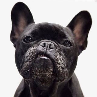 狗狗，可爱，高清免抠