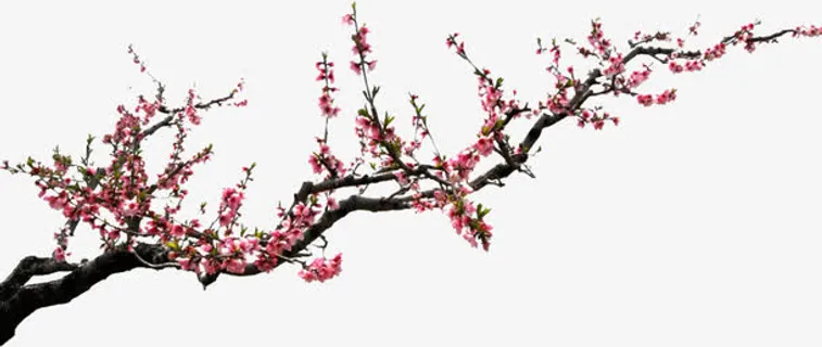 寒冬腊梅梅花枝头免抠