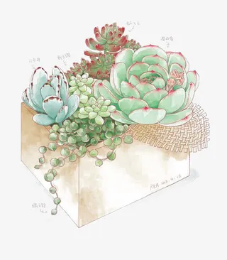 多肉植物免抠