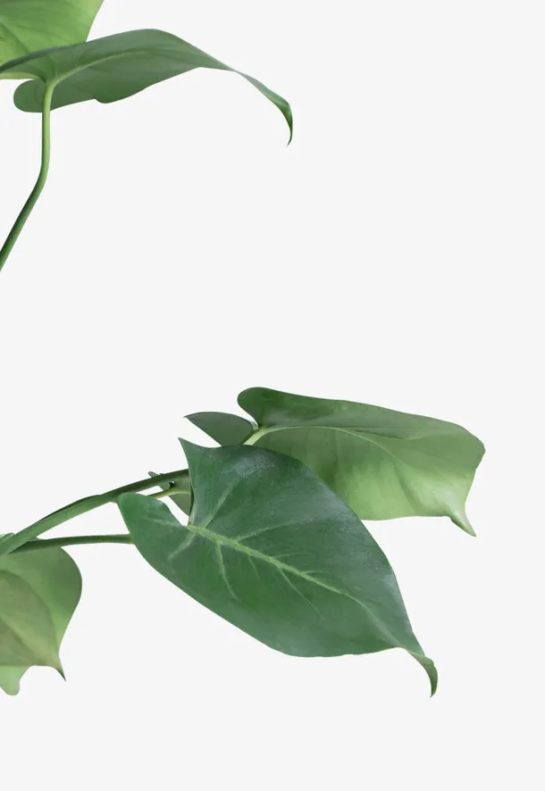绿叶植物装饰免抠
