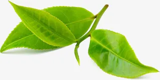 绿色嫩枝叶素材免抠