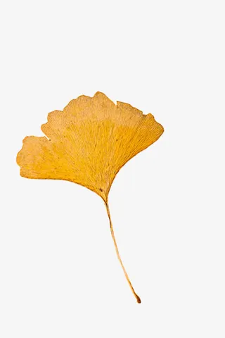 橘黄色银杏叶免抠
