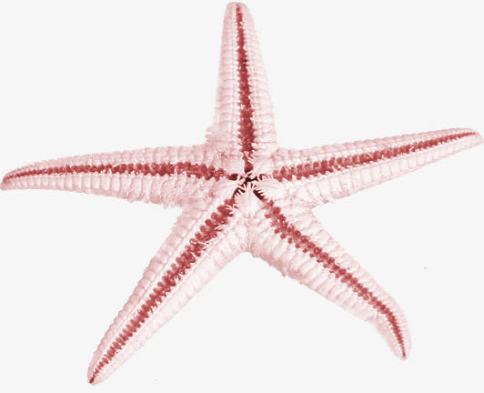 夏日沙滩海边海星卡通免抠
