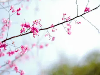 唯美红色桃花摄影图免抠