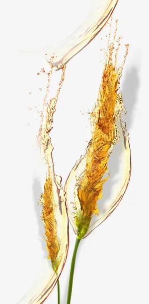 中国风燕麦喷溅的啤酒免抠