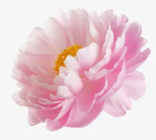 粉色牡丹鲜花免抠