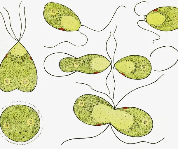 草履虫单细胞生物免抠