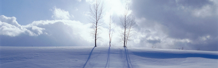 大树雪地背景高清