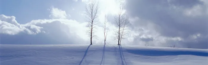 大树雪地背景高清