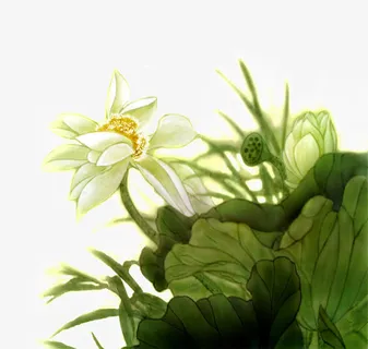 手绘国花荷花png元素免抠