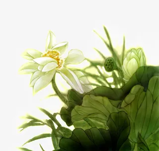 手绘国花荷花png元素免抠