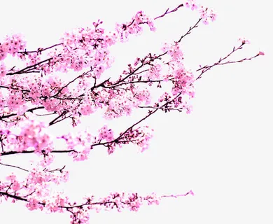 粉色唯美春天美景花朵树枝免抠
