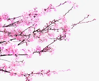 粉色唯美春天美景花朵树枝免抠