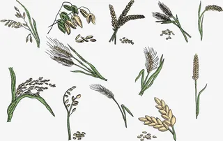 手绘涂鸦稻谷免抠