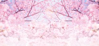 粉色浪漫樱花节旅游背景高清