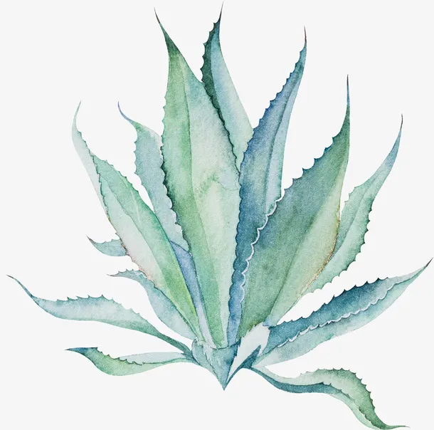 唯美的手绘芦荟免抠