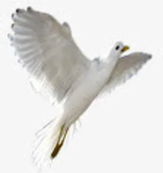 白色唯美飞翔鸟儿春天免抠装饰动物元素