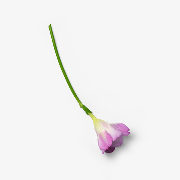 一枝花自然植物枝叶花瓣免抠