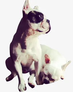 友善的忠犬免抠