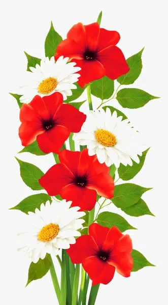 白色菊花免抠