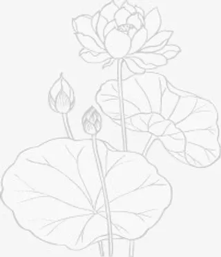 荷叶素描荷叶免抠