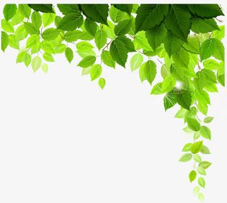 叶子免抠
