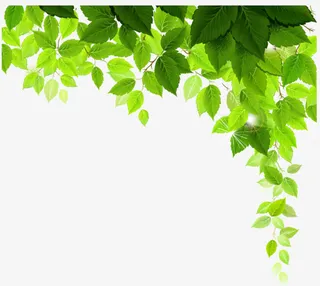 叶子免抠