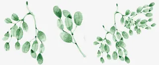 清新水墨树枝绿叶合集免抠