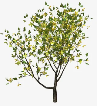 开黄花的小树免抠