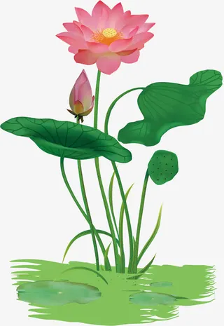 矢量手绘荷花免抠