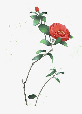 手绘红色山茶花树枝免抠