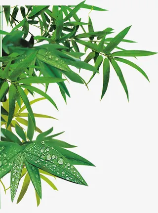 绿色清新竹叶风景清晨免抠