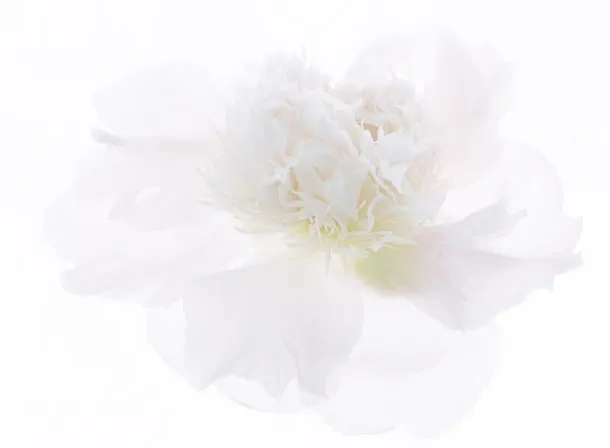 高清梦幻白色花朵花瓣免抠