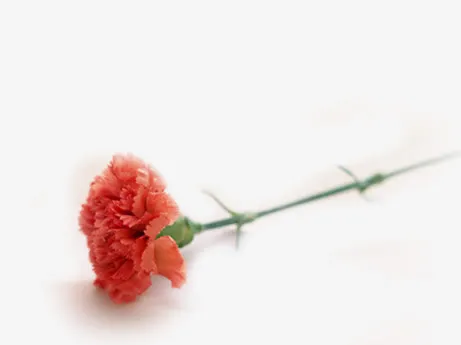 红色鲜花康乃馨花朵免抠