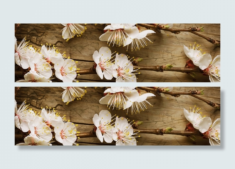 花卉 鲜花 清闲 植物 樱花 美丽 浪漫 梦幻  春天高清