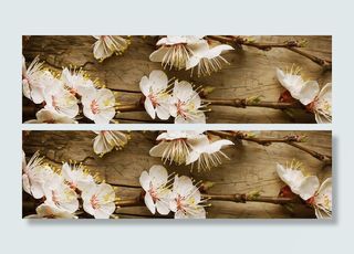 花卉 鲜花 清闲 植物 樱花 美丽 浪漫 梦幻  春天高清