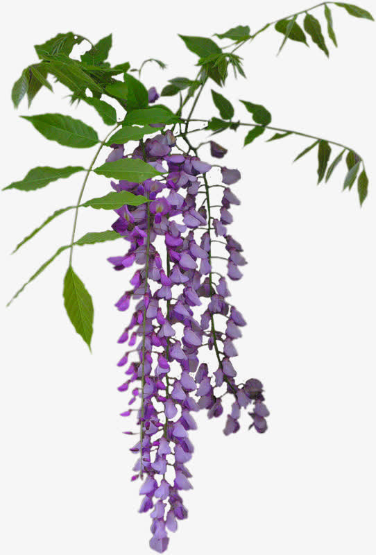 紫藤 绿叶免抠
