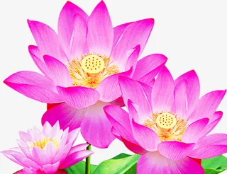 荷花 抠图  美极了免抠