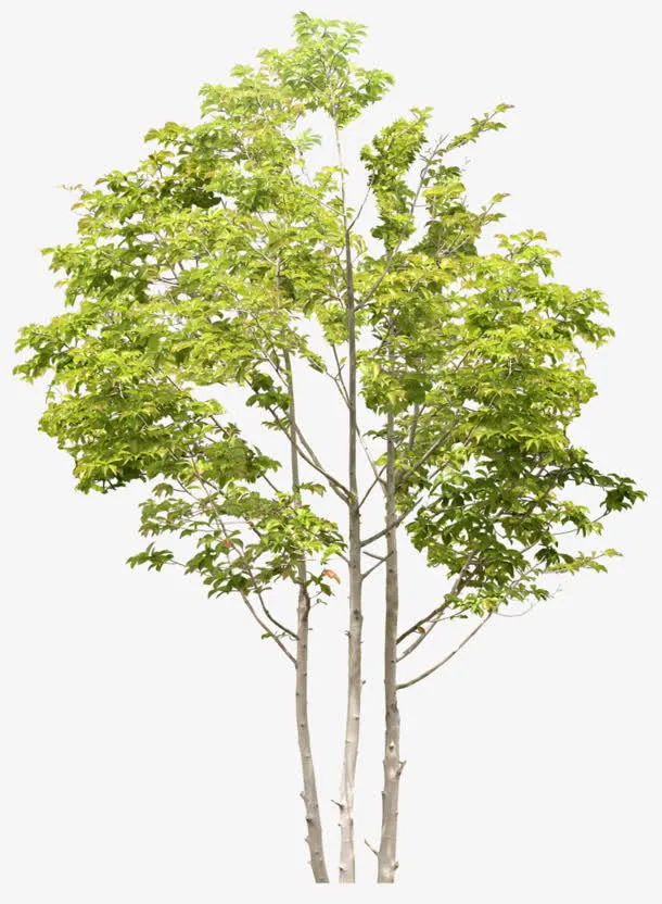 绿树免抠