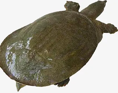 新鲜美味生猛甲鱼免抠