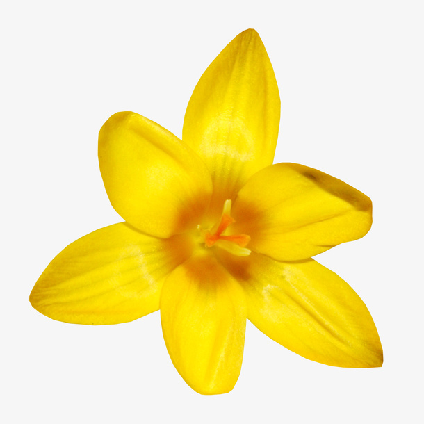 实物黄色迎春花朵免抠