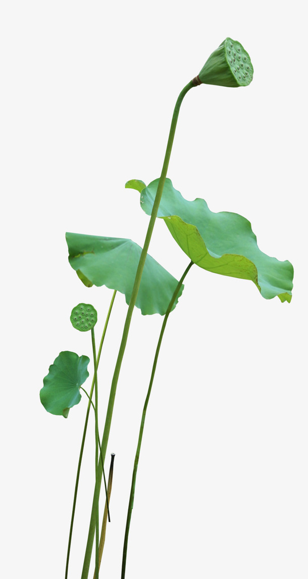 夏天绿色莲蓬荷叶免抠